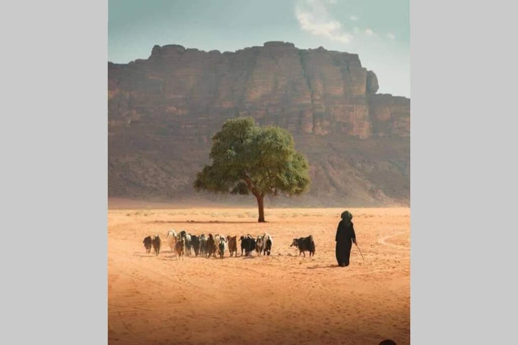 Bedouin Nature Travels Vádi Músza Kültér fotó